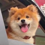 马尔科头像