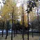 aRise的个人资料头像