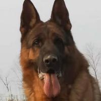 虞姬奥地利头像