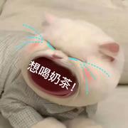 loveVstrive的个人资料头像