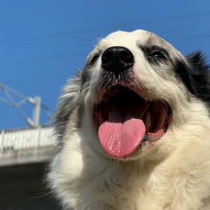 大志and巴迪