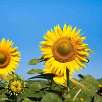 无语伦比的快乐头像