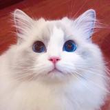 这打野也不来上头像