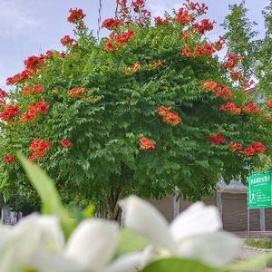 酷爱夏日栀子花头像