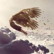 poptic的个人资料头像