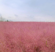 小鱿鱼爱吃鱿鱼的个人资料头像