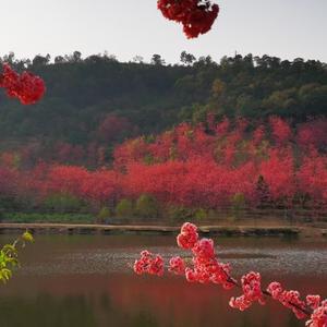 王家小院4头像