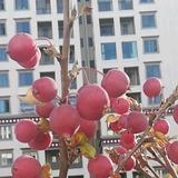 顾嘉351头像