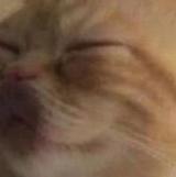 机会吧补补觉头像