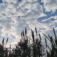 不知名的傻蛋头像