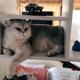 勇者熊猫Bc · 昂科威S车主·车龄2年头像