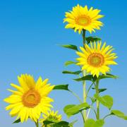 旭峰26的个人资料头像