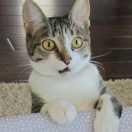 杜森垚的个人资料头像