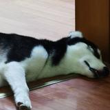 肥虫爱吃草头像