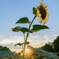 执着向日楑头像