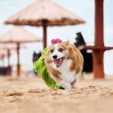 发微博的小老弟头像