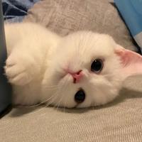 可爱橘子2I7J头像