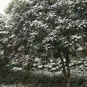 深度学习_图像识别的个人资料头像