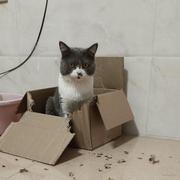 没馅的包孑的个人资料头像