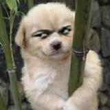 龙猫与飞鸟头像