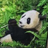 奋发熊猫Z3头像