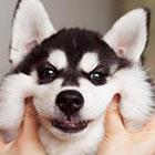 风云天子的个人资料头像