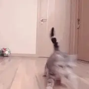 嗜酒野猫的个人资料头像