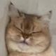 猫哥不要头像
