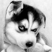 Darius的个人资料头像