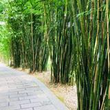 A联盟装修头像