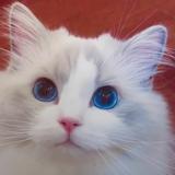 清凉老猫头像