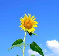 观花听静雨头像