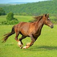 Mamba是一种精神头像