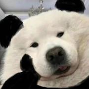 孩子你无敌了的个人资料头像