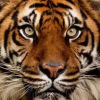 智者天空qZ头像