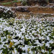 雪落纷飞的个人资料头像