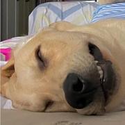 吃个火龙果的个人资料头像