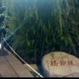 德才兼备风筝wv头像