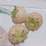 残梦断烟雨头像