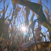 其乐融融伊莱莎6B7头像