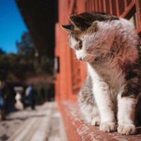 好奇开原7F9头像