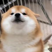 卷心小趴菜的个人资料头像