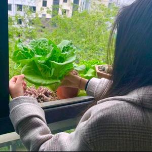 小胡萝卜呢头像