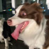 咖啡与养乐多头像