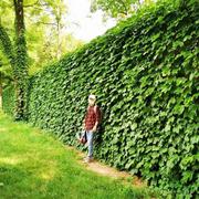 松柏在掘金的个人资料头像