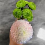 张静4727头像