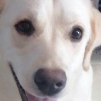 小布不会汪头像