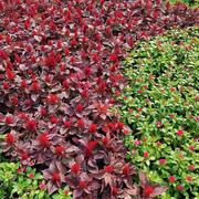 妖精快放下我我爷爷的个人资料头像