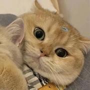 Ken721的个人资料头像