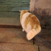 小包看看车头像